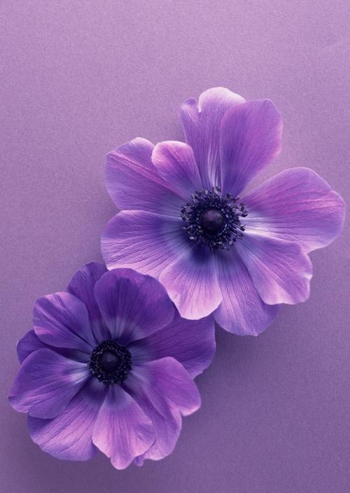 紫色花朵花瓣背景图片第6张