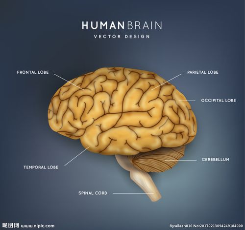 大脑结构图图片