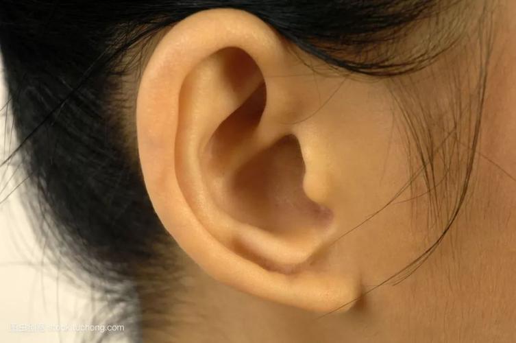 人类外耳的基本功能有哪些