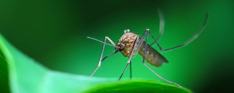 通常雌性蚊子以血液作为食物,而雄性蚊子则吸食植物的汁液.