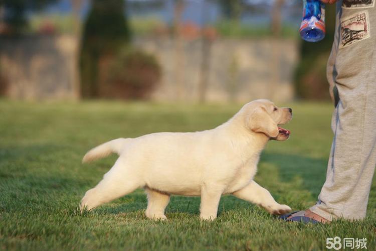 正规犬舍出售纯种拉布拉多犬 拉布拉多幼犬 签订协议