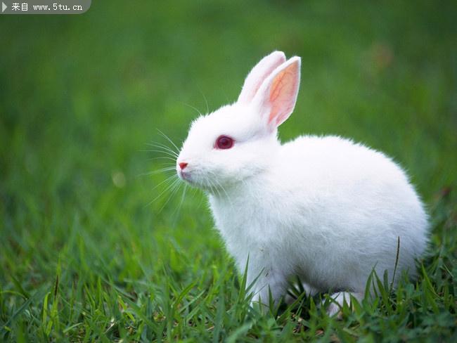 白色兔子摄影图片-高清图片-百图汇设计素材