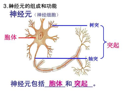 神经元的组成和功能 神经元(神经细胞) 树突 胞体 突起 轴突 胞体