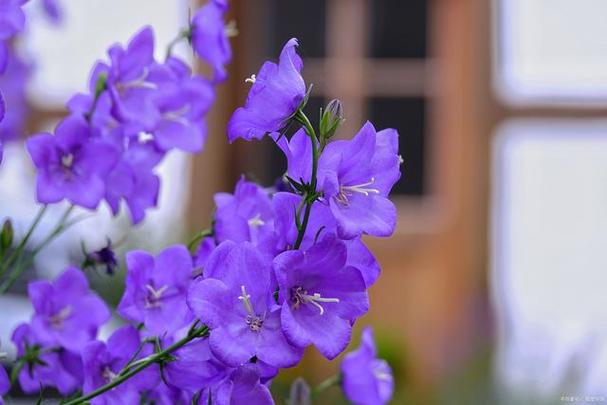 紫色风铃花的花语