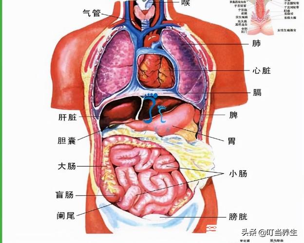 人体肺部位置图(身体器官分布图,陪你掌握五脏六腑)