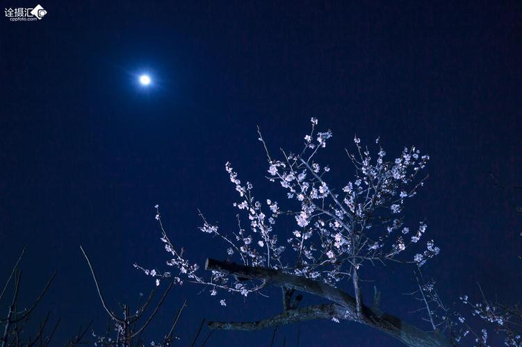 月夜又逢春