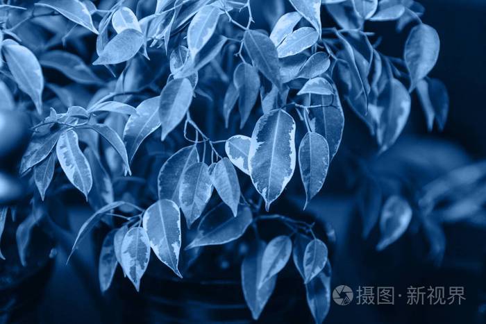 本杰明榕树的叶子呈典型的蓝色
