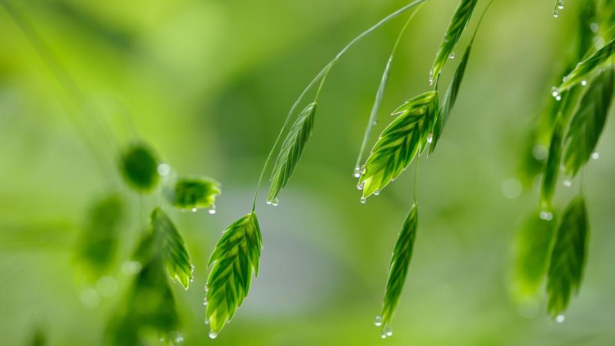 绿色植物水滴露珠高清护眼壁纸