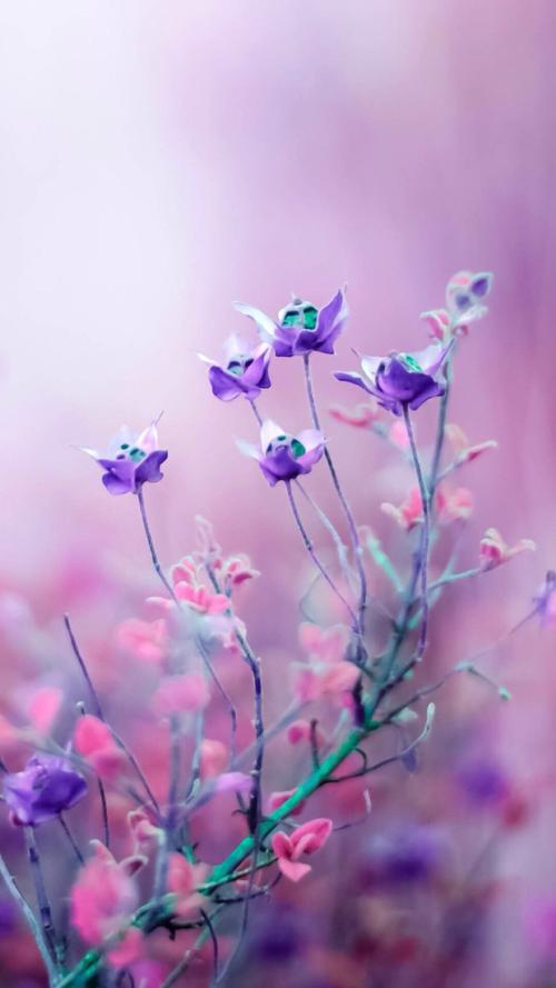 紫色花朵壁纸锁屏 唯美清新 复古浪漫