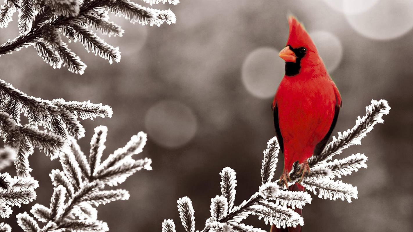 雪中动物美丽冬季大雪中的可爱小鸟高清图片桌面壁纸下载
