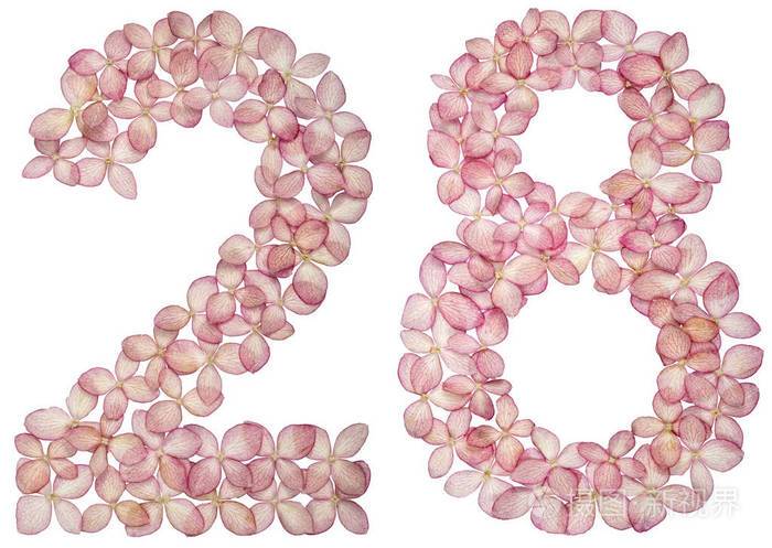 从白色背景上分离的绣球花中提取的阿拉伯数字28,208