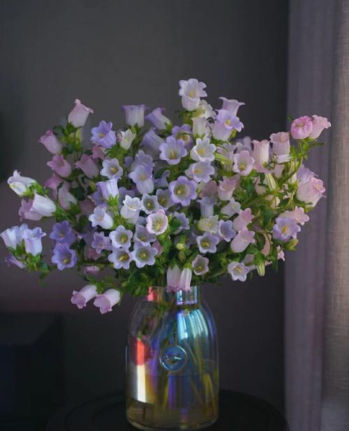 风铃花鲜花速递云南基地直发粉色白色紫色家用插花鲜切