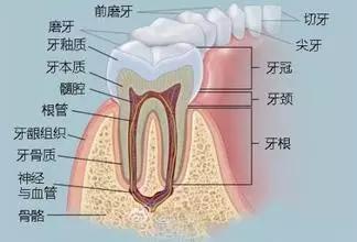 为什么牙龈萎缩,牙槽骨吸收不可逆?