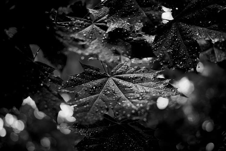 黑暗,b&w,b w,自然,壁纸,黑色和白色,森林,雨滴,树叶