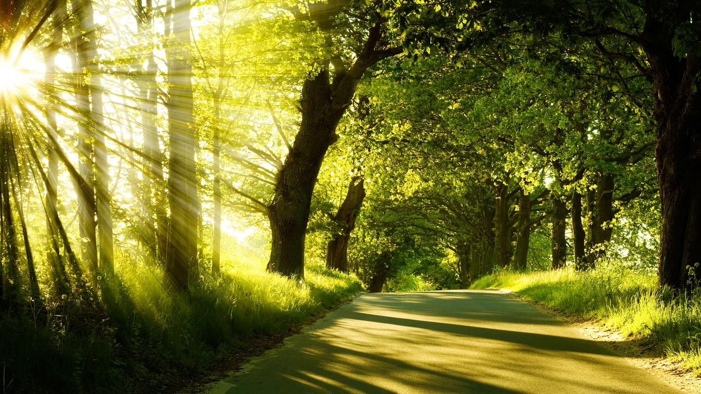 sunlight,trees,landscape,sun rays,green,壁纸,高清壁纸自然,阳光
