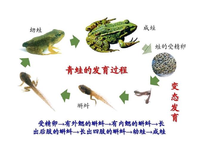 八年级生物下第三节_两栖动物的生殖和发育课件人教版青蛙的发育过程