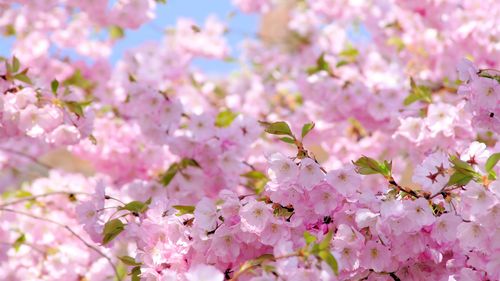 樱花,粉红色的花朵,春天,开花 壁纸 - 2560x1440 qhd高清