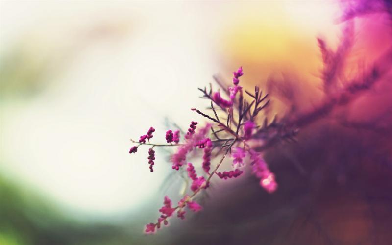 粉红色的小花,树枝,朦胧 iphone 壁纸
