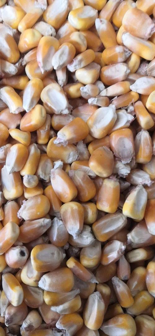 [干玉米批发] 色选干玉米价格1.45元/斤 - 惠农网