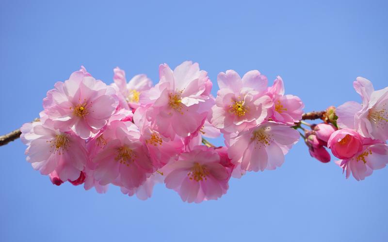 清新粉嫩的樱花图片桌面壁纸