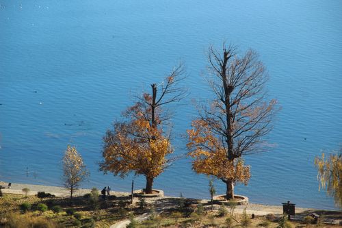 泸沽湖畔成双成对生长的情人树,就像情人依偎着呢喃私语