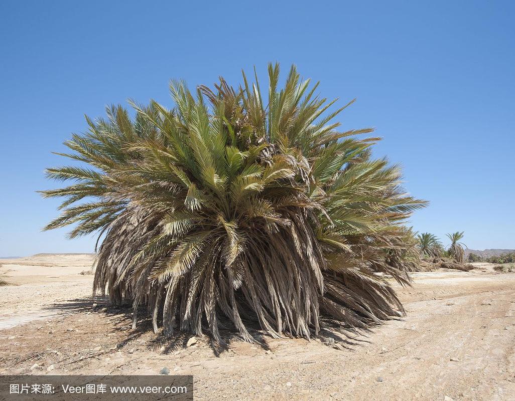 沙漠景观中的枣椰树