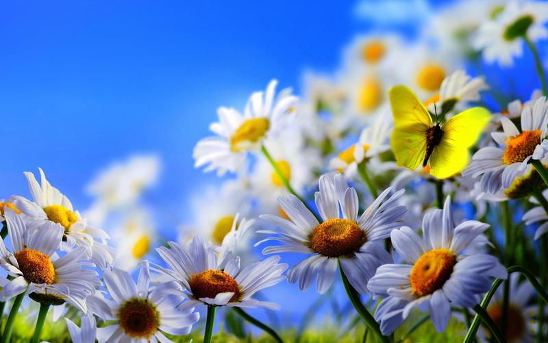 白菊花的花朵,黄色的蝴蝶,蓝天 iphone 壁纸