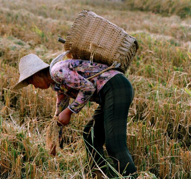 3.t一位拿着铁锹去田里干活的农村妇女.