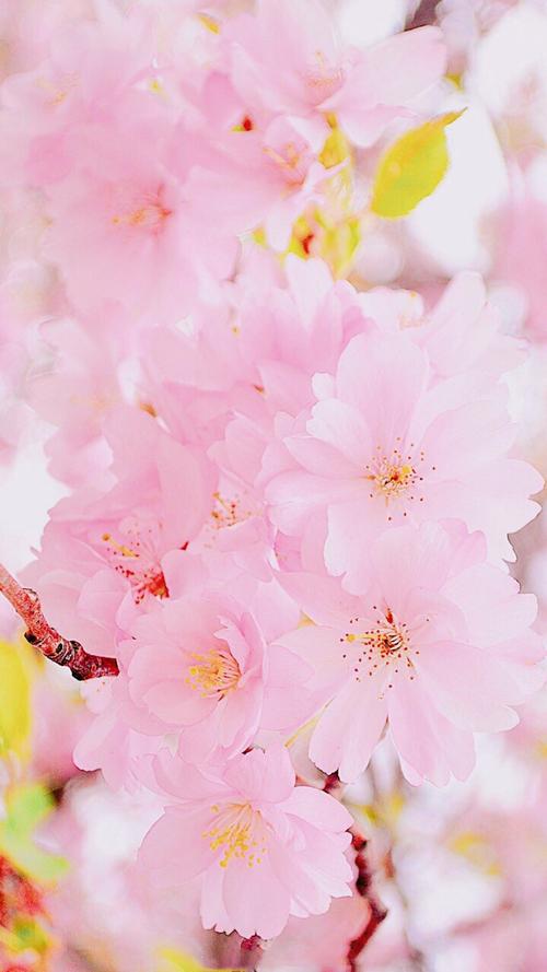 唯美好看的樱花高清图片手机壁纸