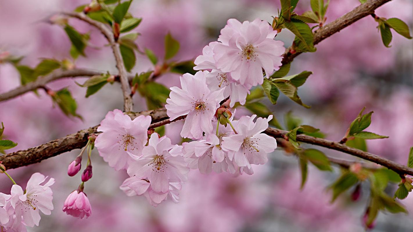 唯美娇嫩的樱花摄影高清宽屏壁纸