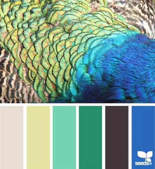 最美的配色(二)| 来自大自然的美学_色彩