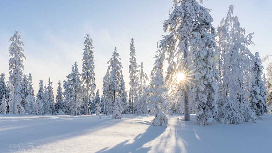 冬季雪地树太阳厚厚的雪景4k风景壁纸