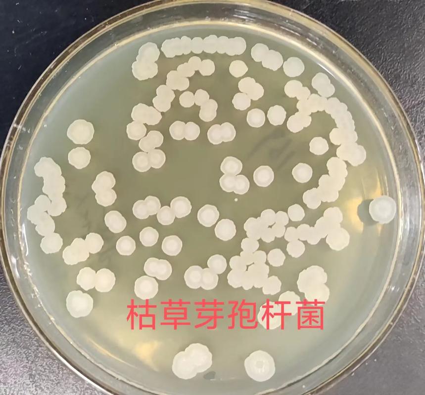 枯草,解淀粉,巨大等芽孢杆菌,平板图片##微生物菌剂 #益昊 - 抖音