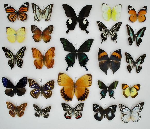 天然蝴蝶标本手工制作真蝴蝶昆虫标本教具教学标本已展翅随机发货