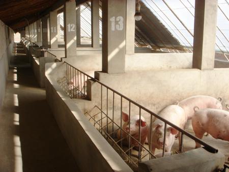 猪舍建造技术两大组成部分 - 养猪场建设/养猪技术 - 中国养猪网-中国