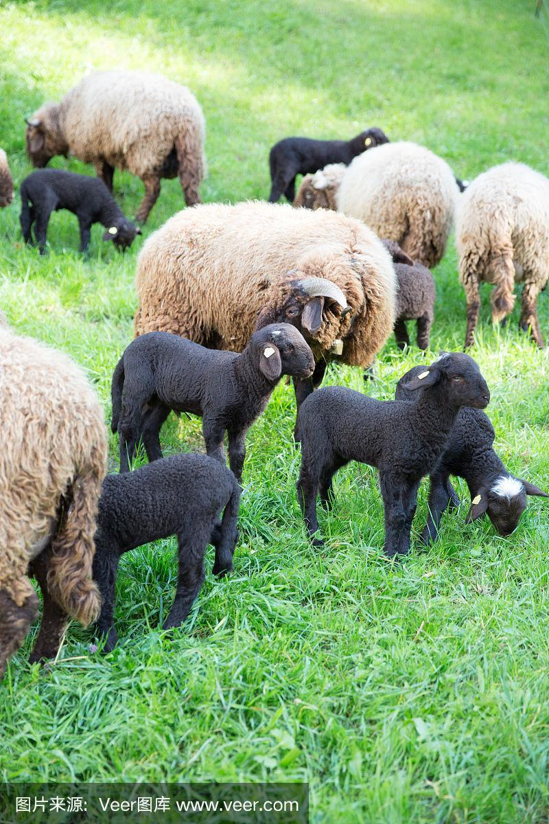 在绿色瑞士草地上的卷毛绵羊和小羊羔