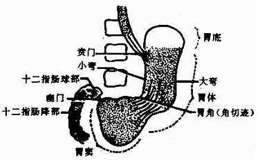 (三)胃 胃分胃底,胃体,胃窦三部分及胃小弯和胃大弯(图4-2-2).