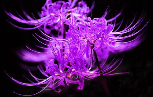 紫色曼陀罗花花语是恐怖,恶魔的温柔,给离开的灵魂一个指引和安慰.
