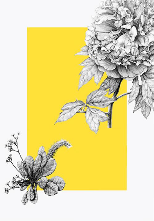 手绘铅笔画花卉封面背景素材