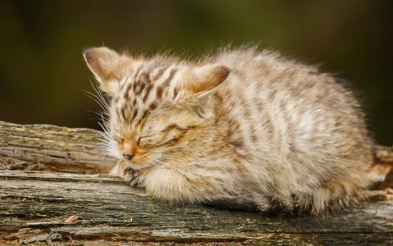 毛茸茸的猫,睡眠 壁纸 - 1680x1050