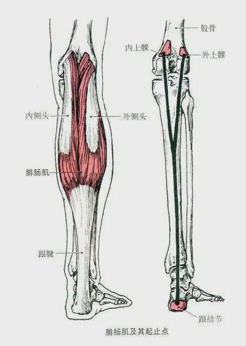 这是因为膝盖中间包括了两个骨突点,股骨内上髁和外上髁,这两个骨突点