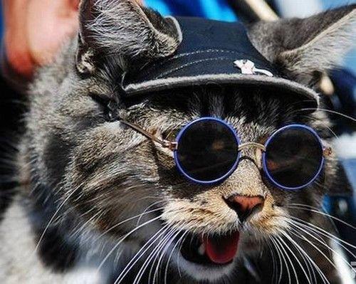 搞怪的猫咪戴眼镜 做最有范的猫咪