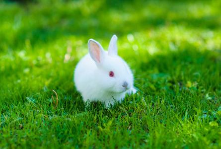 兔子兔宝宝复活节图片-兔子兔宝宝复活节素材-兔子兔宝宝复活节插画-