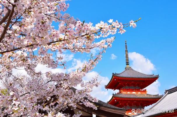 日本京都樱花秘境几处隐藏赏樱地点人少免费