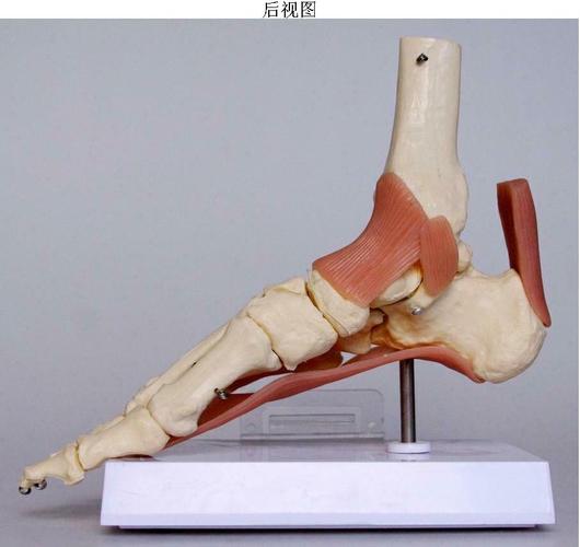 踝关节附韧带模型
