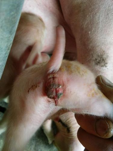 猪病预防财哥仔猪出生后还能站立第二天尿道口发红色不能站立但能吃奶