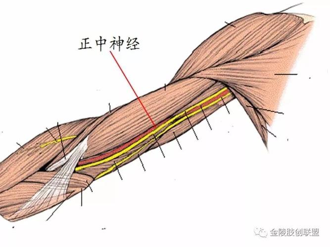 尺神经:起自臂丛内侧束,沿着臂后内侧下行,至肘后,于尺骨鹰嘴和肱骨内