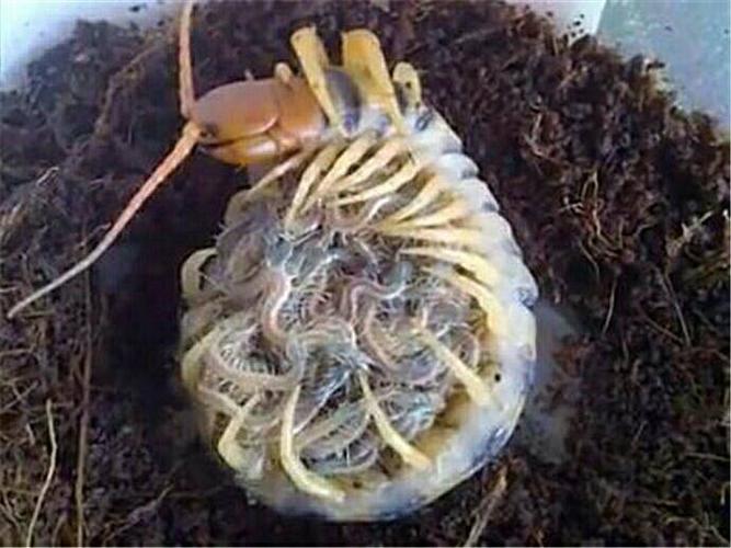 蜈蚣的母爱!不吃不喝抱着100多颗卵 直至孵化出小宝宝