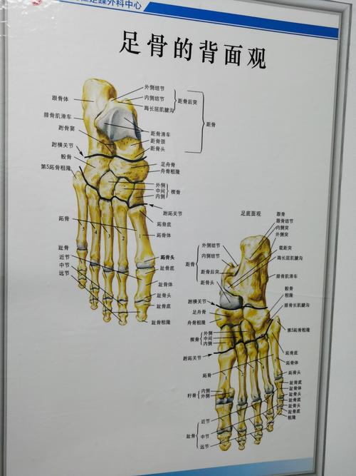 三角韧带位置:图 内侧三角韧带距腓前韧带:图  距腓前韧带足部解剖图