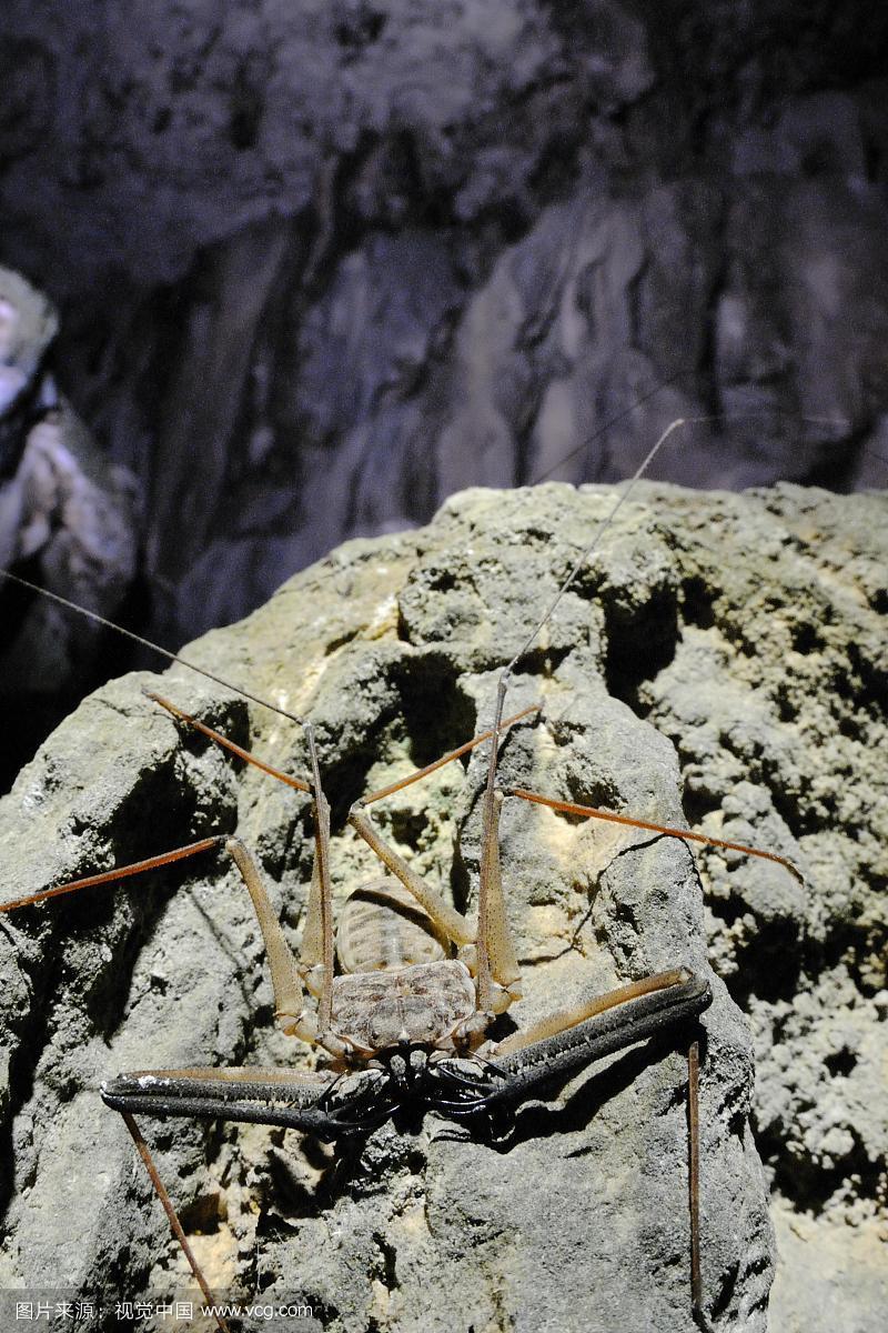 无尾鞭蝎(phrynicus heurtatae),成年,在洞穴栖息地的岩石上等待猎物